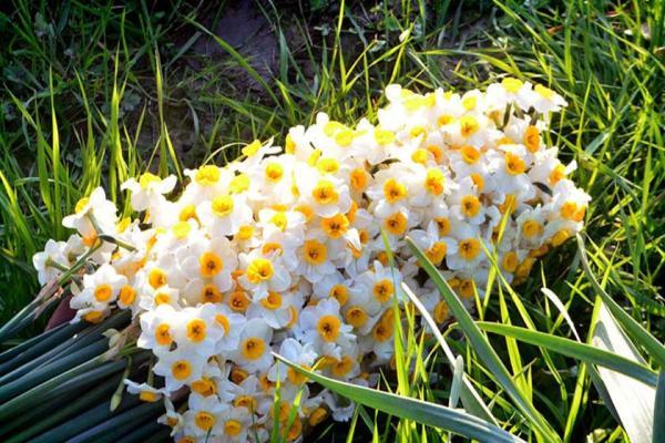 برگزاری چهارمین جشنواره گل نرگس در سمنان