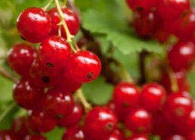 خواص انگور فرنگی برای سلامتی